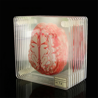 Brain Specimen Coasters home decor Set 3D Organ Brain Halloween Artwork Brain Slices Square Acrylic Drinks Table Coaster