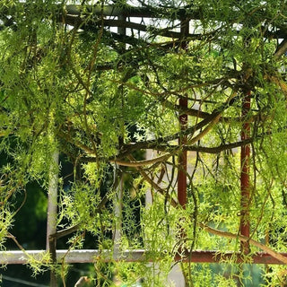 140cm Artificial Hanging Rattan Fake Green Grass Vine Lvy Home Garden Decoration Green Plant Wedding Wall Decor Tree Branch
